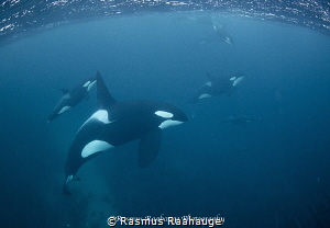 Pods of Orcas chasing herrings in the fjords of Norway by Rasmus Raahauge 